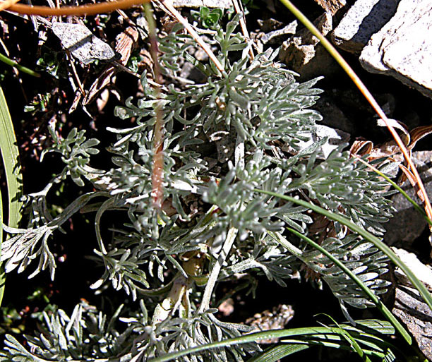 artemisia_glacialis6051.jpg