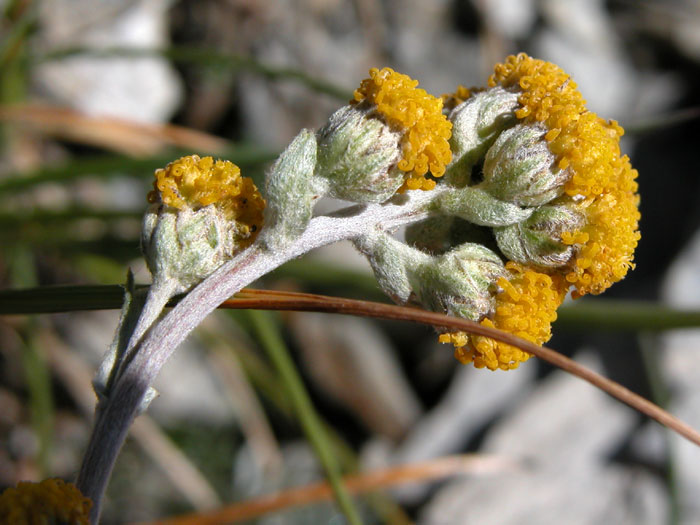 artemisia_glacialis6052.jpg