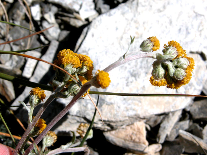 artemisia_glacialis6056.jpg