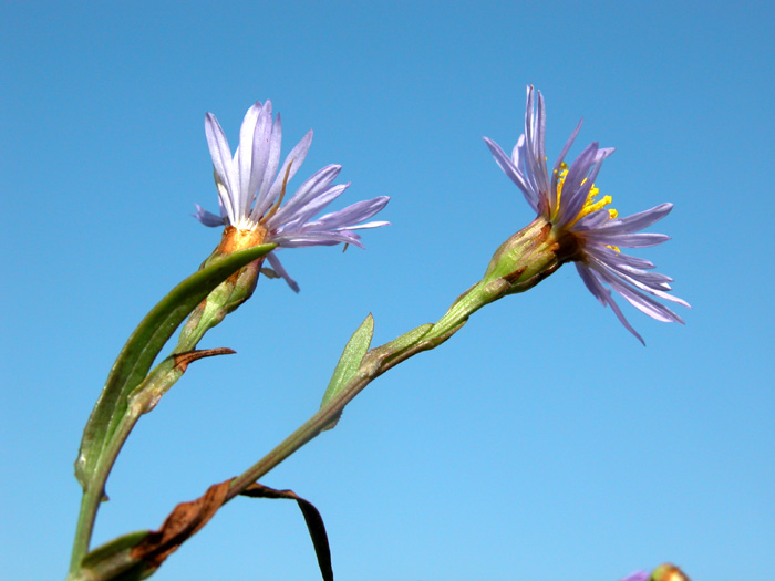 aster_trip3166.jpg