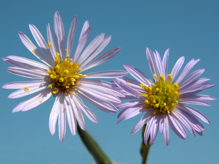 aster_trip3168.jpg