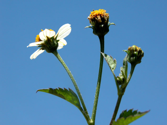 bidens_frondosa3929.jpg