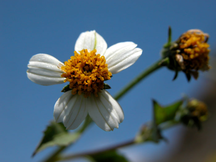 bidens_frondosa3930.jpg