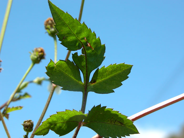 bidens_frondosa3931.jpg