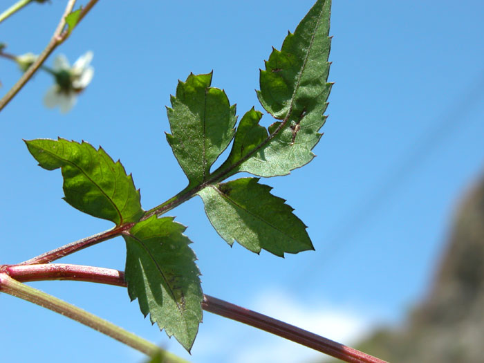 bidens_frondosa3932.jpg