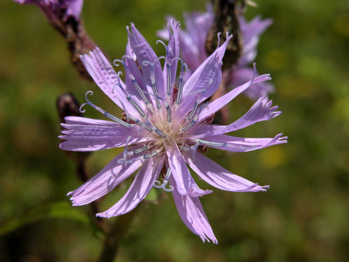 lactuca2110.jpg