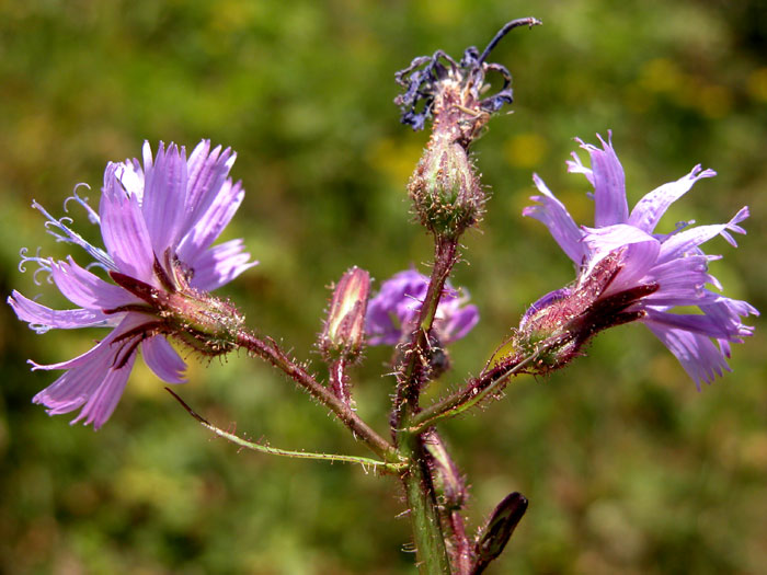 lactuca2112.jpg