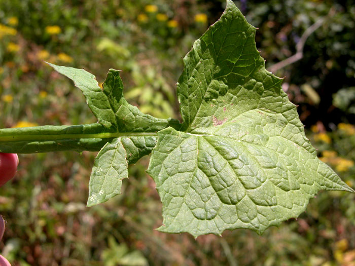 lactuca2114.jpg