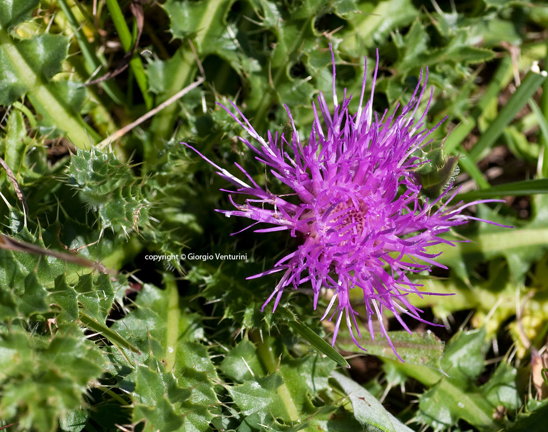 cirsium_acaule_rezzo_07_11_IMG_4064.jpg