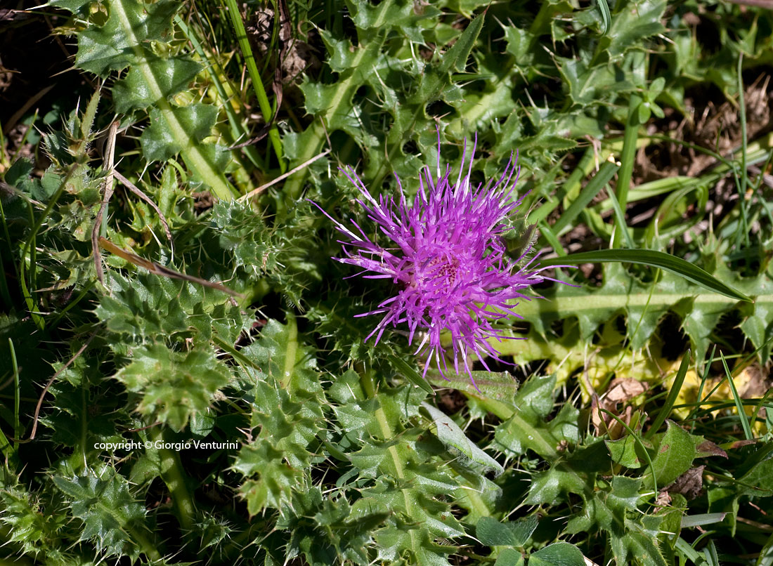 cirsium_acaule_rezzo_07_11_IMG_4065.jpg