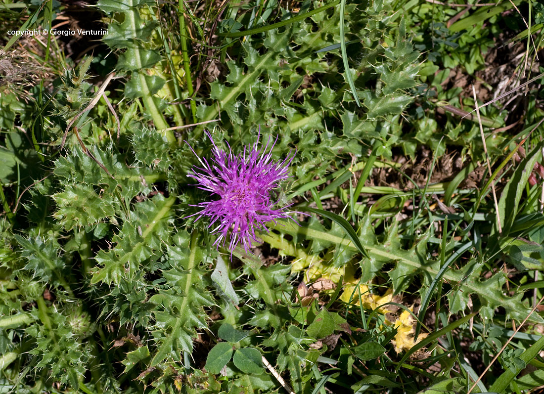 cirsium_acaule_rezzo_07_11_IMG_4068.jpg