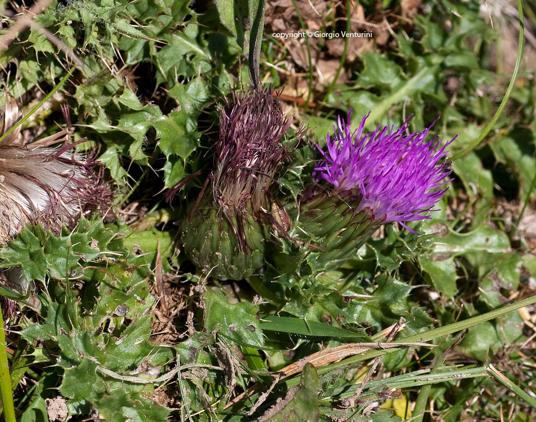 cirsium_acaule_rezzo_07_11_IMG_4080.jpg