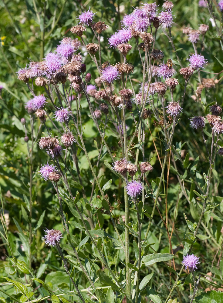 cirsium2_rez_0808_3668.jpg