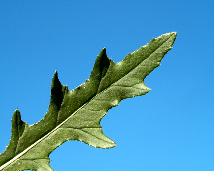 cirsium_arvense6333.jpg