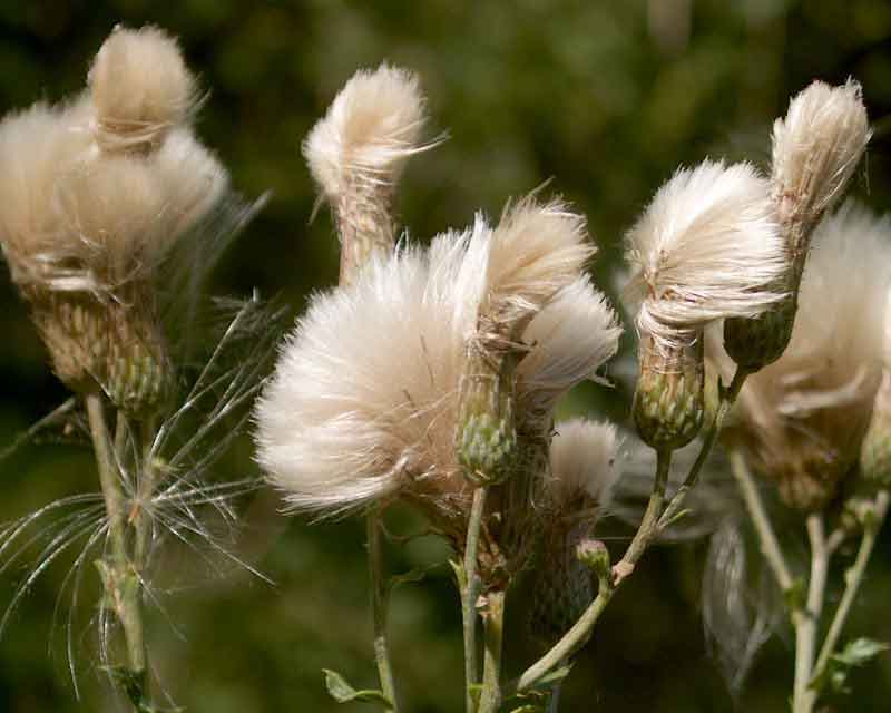 cirsium_arvense969.jpg