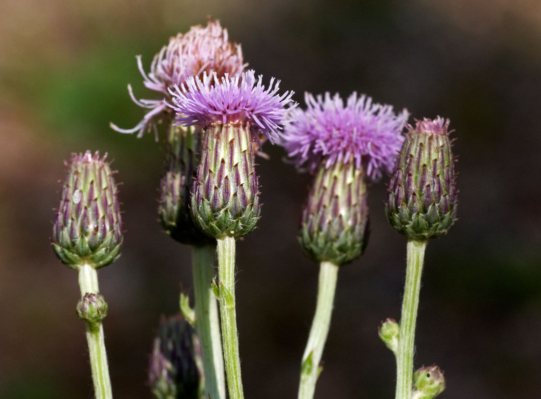 cirsium_rez_0808_3611.jpg