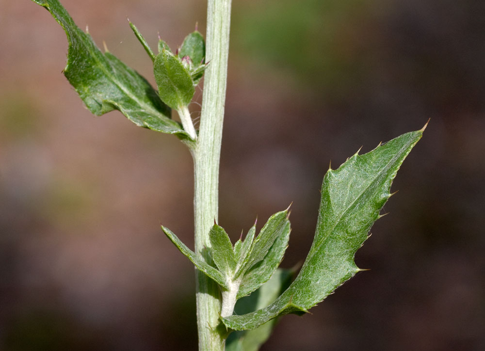 cirsium_rez_0808_3612.jpg