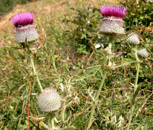 cirsium_erioph2045.jpg