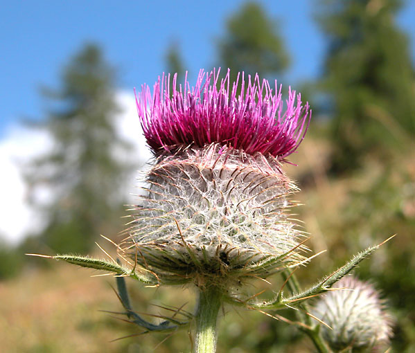 cirsium_erioph2046.jpg