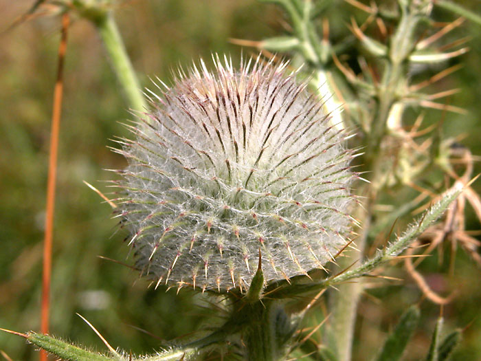 cirsium_erioph2047.jpg