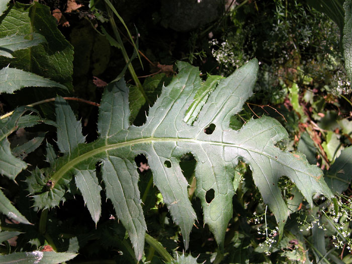 cirsium_mont5373.jpg