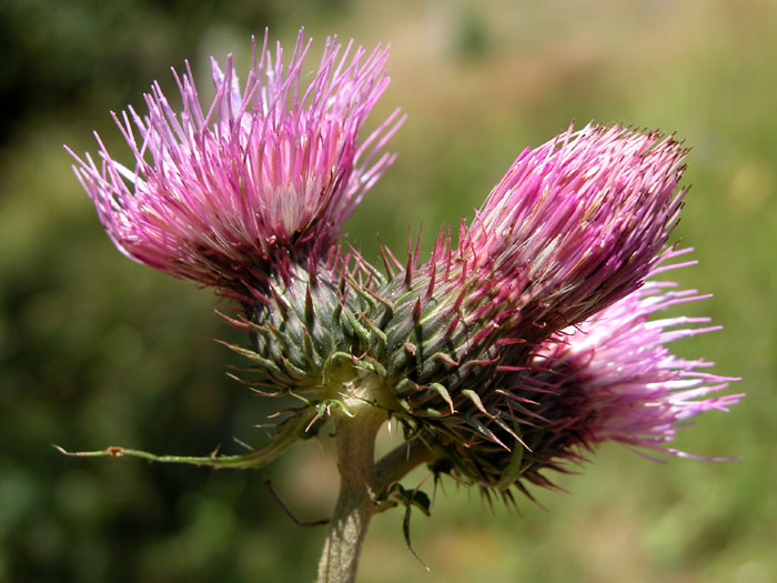 cirsium_mont5375.jpg