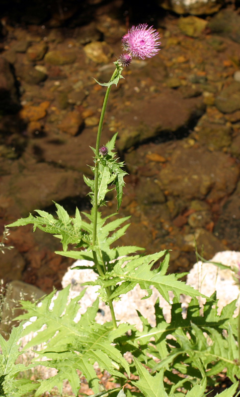 cirsium_mont_2818.jpg