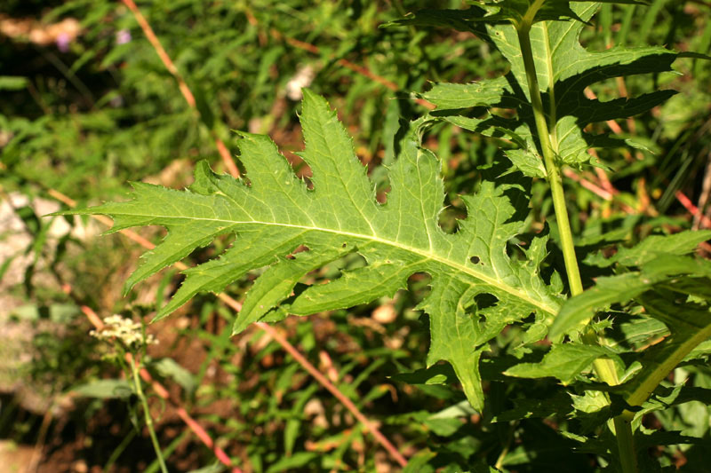 cirsium_mont_2823.jpg