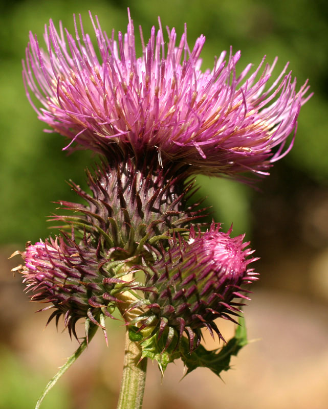 cirsium_mont_2824.jpg