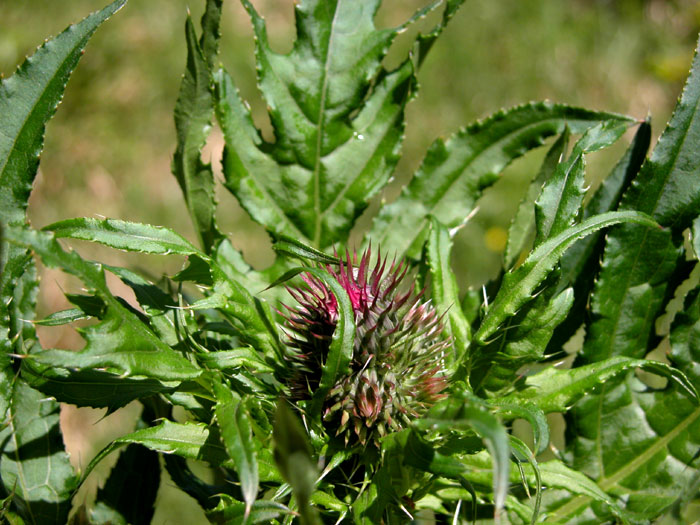 cirsium_oler1250.jpg