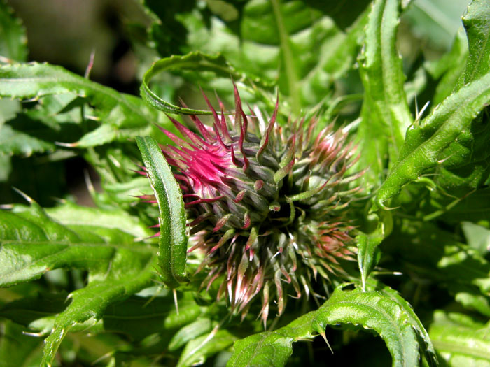 cirsium_oler1254.jpg