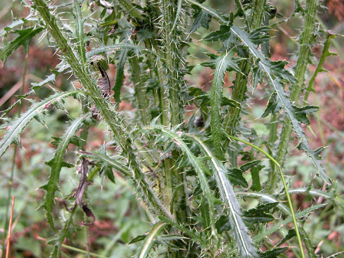 cirsium_pal2001.jpg