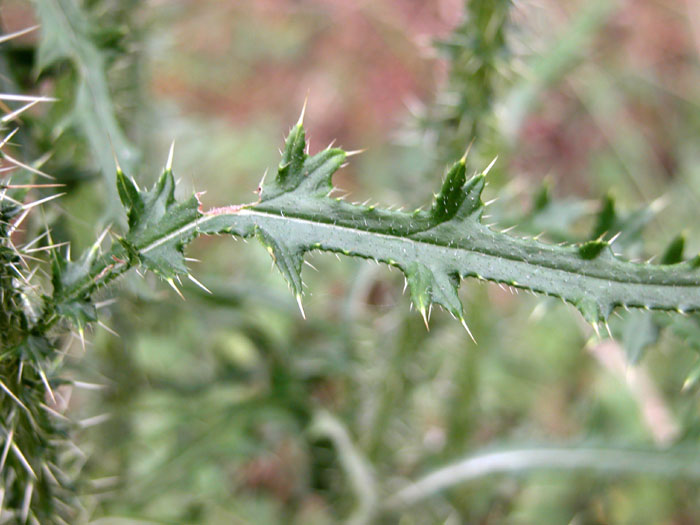 cirsium_pal2008.jpg