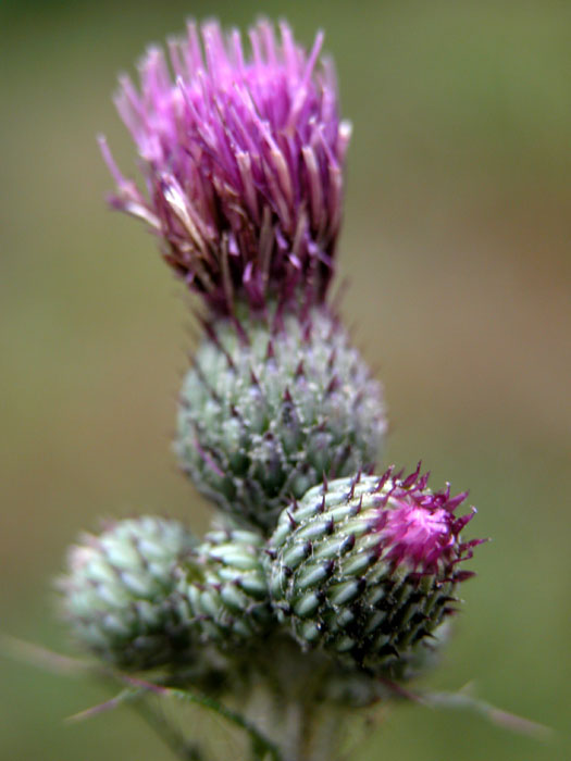 cirsium_pal2009.jpg