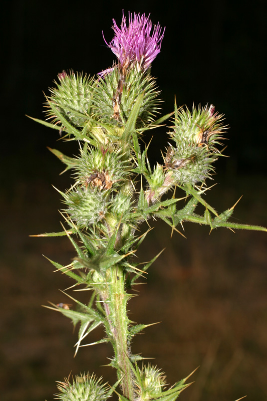 cirsium_3630.jpg