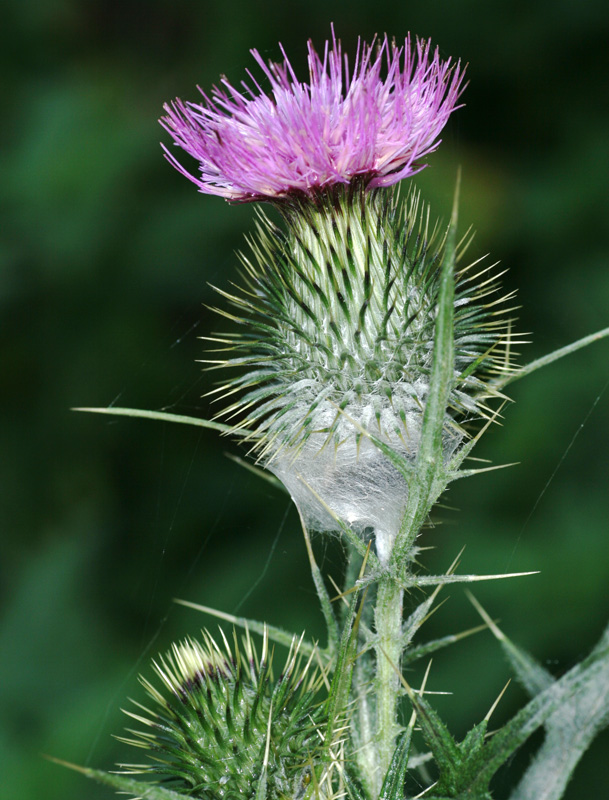 cirsium_vulg_0194.jpg