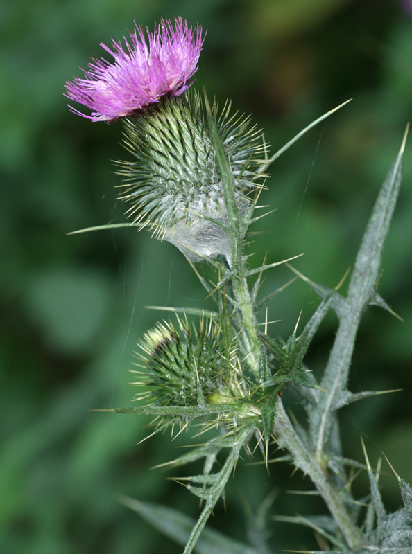 cirsium_vulg_0196.jpg