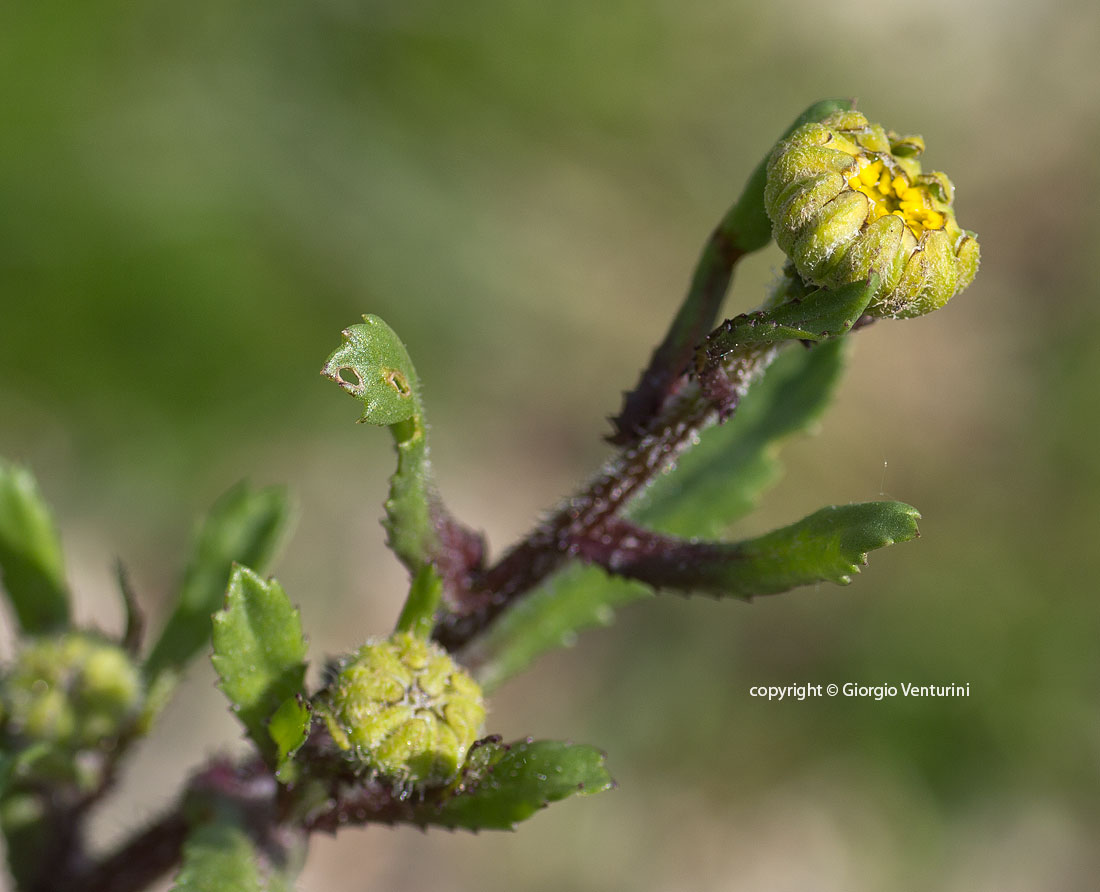 Coleostephus%20myconi_tolfa_aprile_IMG_1