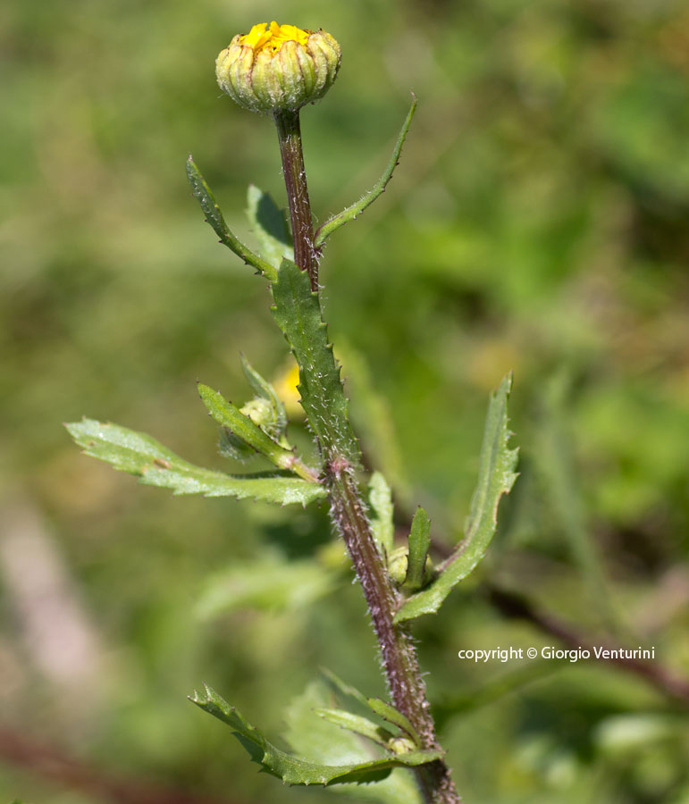 Coleostephus%20myconi_tolfa_aprile_IMG_1