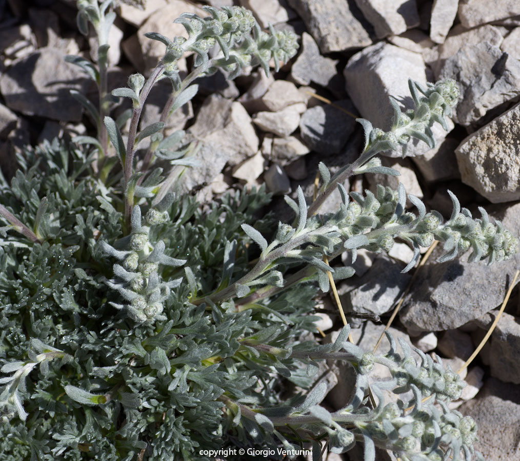 genepi_gransasso_giugno_IMG_2343.jpg