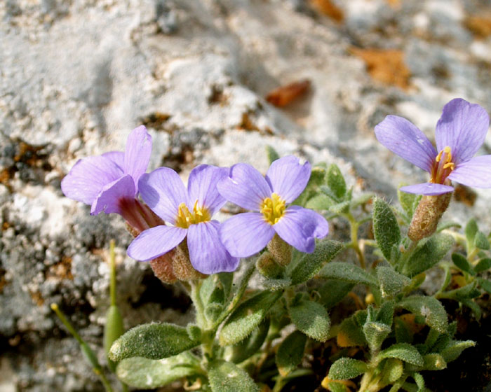 aubretia_columnae6086.jpg