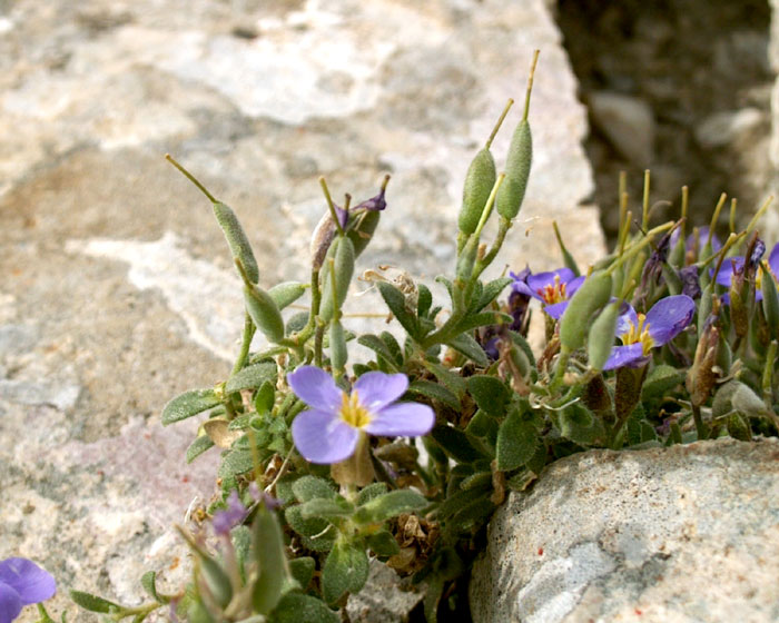 aubretia_columnae6090.jpg