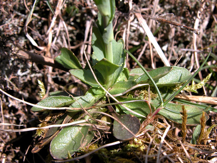 arabis_brassica24088.jpg