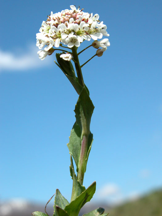 arabis_brassica24091.jpg