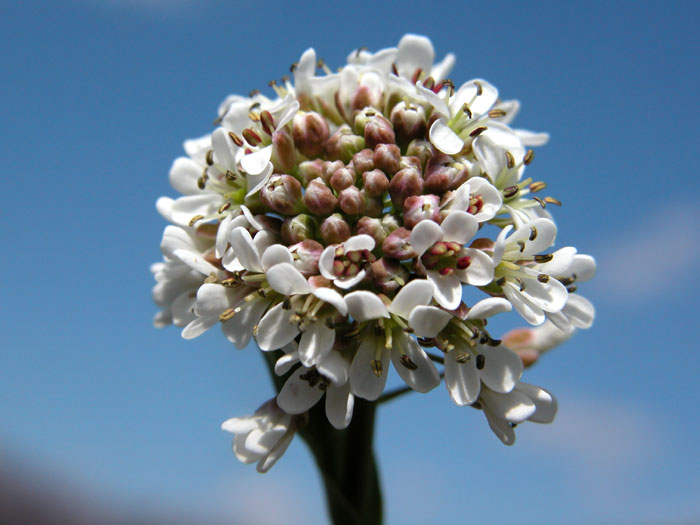 arabis_brassica24094.jpg