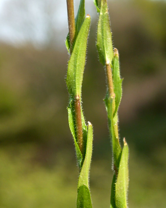 arabis_sagittata3195.jpg