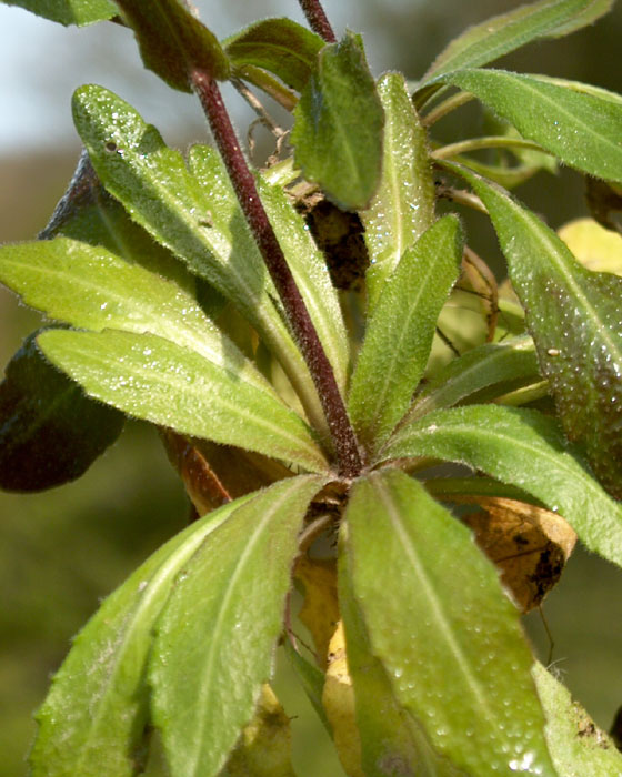 arabis_sagittata3196.jpg