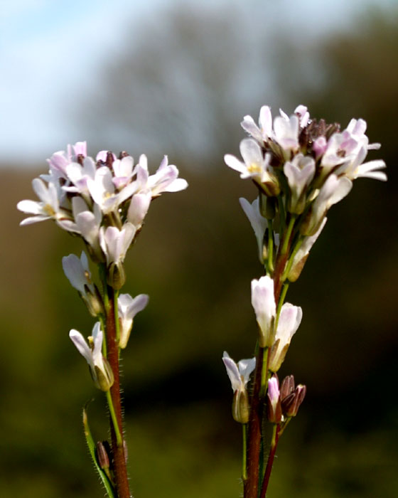 arabis_sagittata3197.jpg