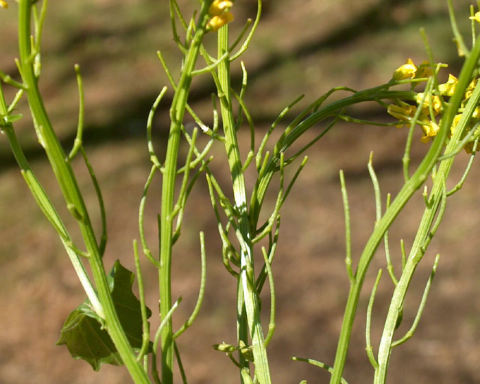 barbarea_vulgaris4121.jpg