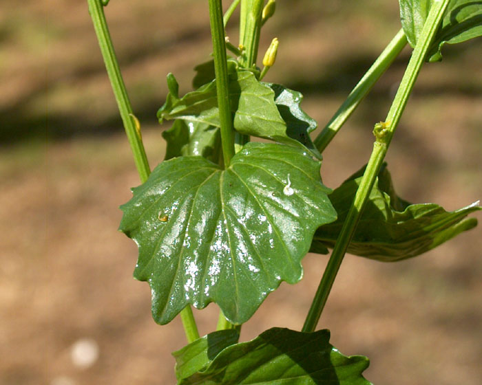 barbarea_vulgaris4122.jpg